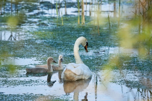 Descarga gratis cisne pájaro animal cisne blanco imagen gratis para editar con GIMP editor de imágenes en línea gratuito