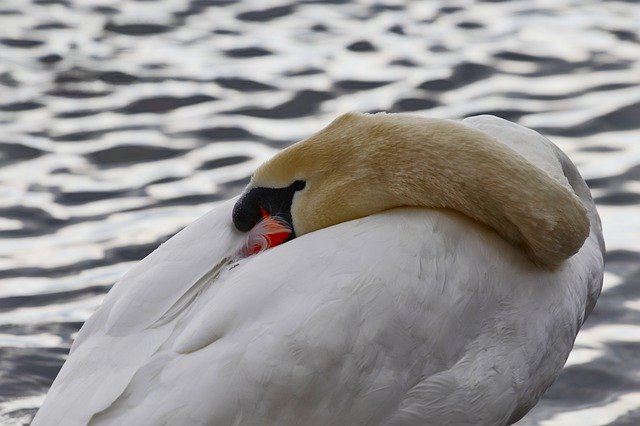 Download grátis Swan Bird Autumn - foto ou imagem gratuita para ser editada com o editor de imagens online do GIMP