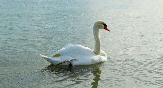 Free download swan bird beak feathers plumage free picture to be edited with GIMP free online image editor