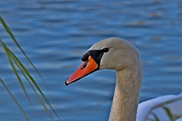 Free download swan bird beak ornithology species free picture to be edited with GIMP free online image editor