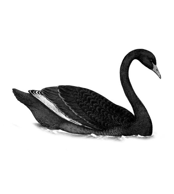 Free download Swan Bird Black -  free illustration to be edited with GIMP free online image editor
