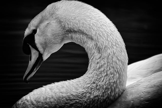 Free graphic swan bird black and white water to be edited by GIMP free image editor by OffiDocs
