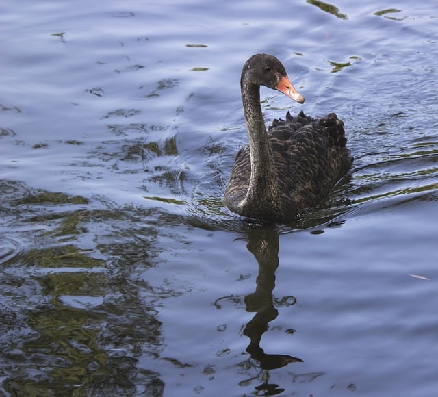 Free download swan bird black swan waterfowl free picture to be edited with GIMP free online image editor