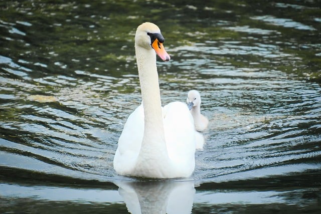 Free download swan bird chick water bird water free picture to be edited with GIMP free online image editor