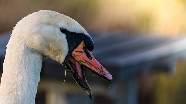 Free download swan bird close up grass food free picture to be edited with GIMP free online image editor