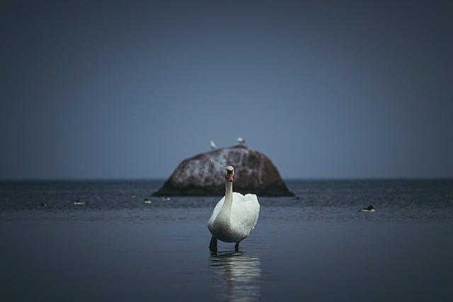 Free download swan bird feathers neck sea free picture to be edited with GIMP free online image editor