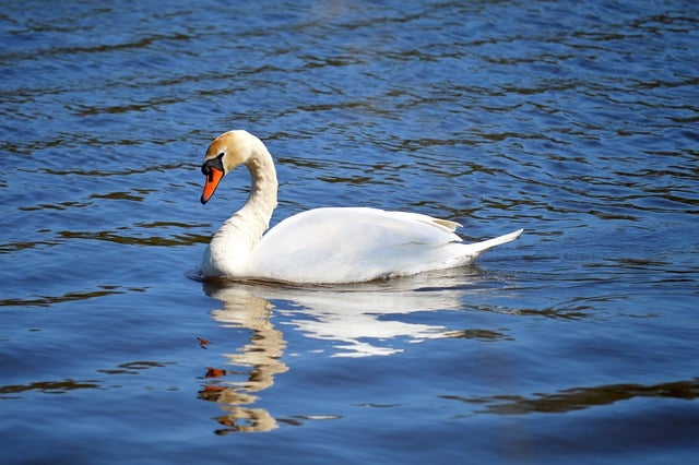 Free download swan bird feathers water bird free picture to be edited with GIMP free online image editor