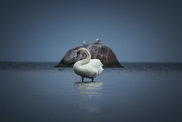 Free download swan bird feathers white sea beak free picture to be edited with GIMP free online image editor