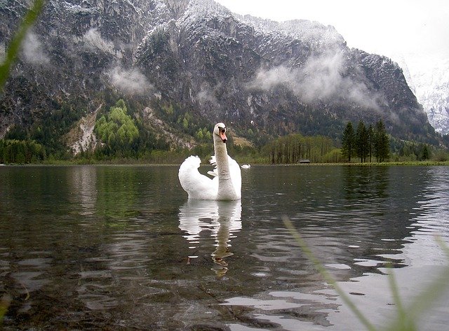 Ücretsiz indir Swan Bird Fluffy - GIMP çevrimiçi resim düzenleyici ile düzenlenecek ücretsiz ücretsiz fotoğraf veya resim