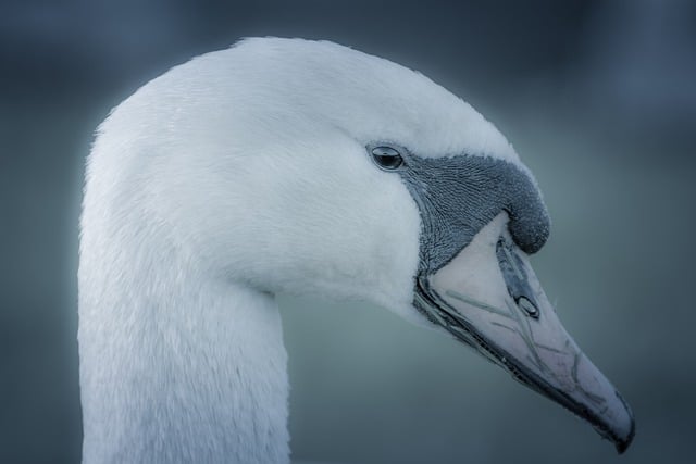 Free download swan bird head beak waterfowl free picture to be edited with GIMP free online image editor