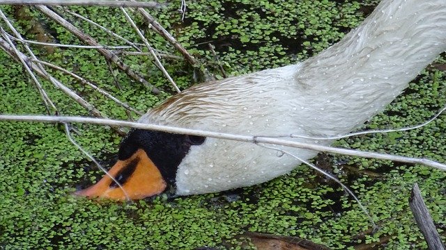 Template Photo Swan Bird Lake -  for OffiDocs
