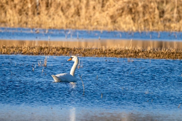 Free download swan bird lake animal nature free picture to be edited with GIMP free online image editor