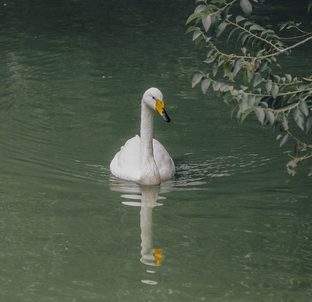 Free download swan bird lake animal waterfowl free picture to be edited with GIMP free online image editor