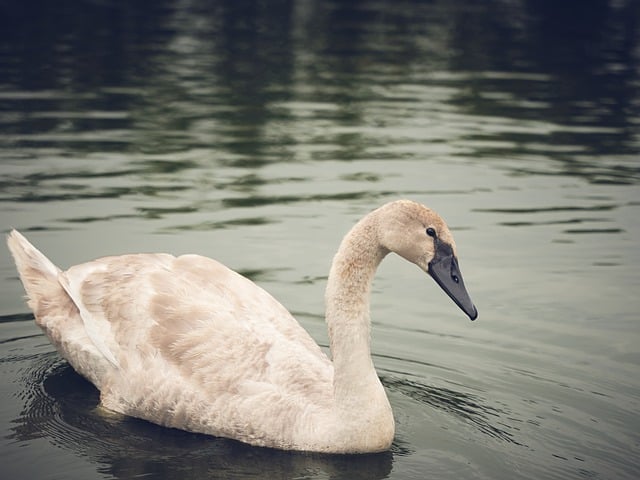 Free download swan bird lake beak water plumage free picture to be edited with GIMP free online image editor