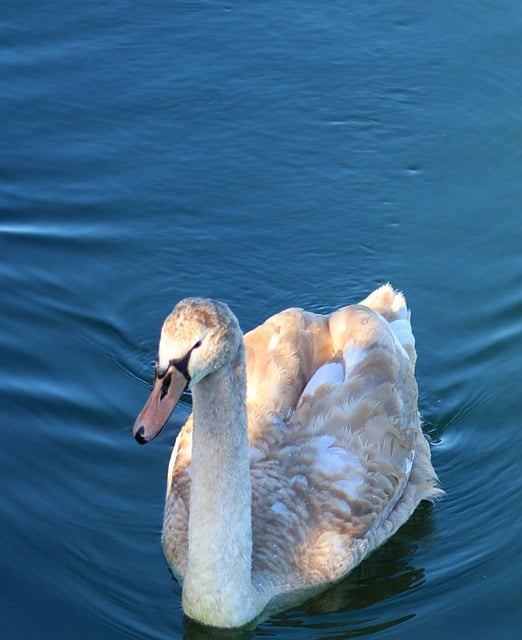 Free download swan bird lake mute swan free picture to be edited with GIMP free online image editor