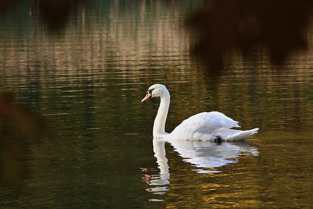 Free download swan bird lake mute swan waterfowl free picture to be edited with GIMP free online image editor