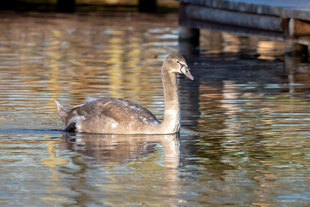 Free download swan bird lake young swan animal free picture to be edited with GIMP free online image editor