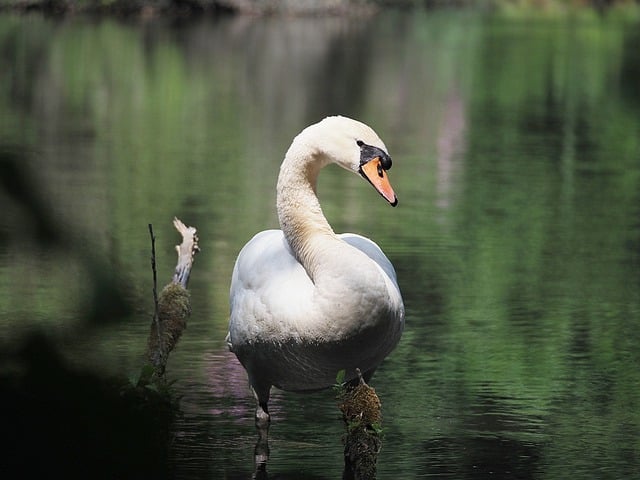 Free download swan bird nature water bird animal free picture to be edited with GIMP free online image editor