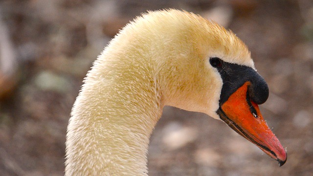 Free download swan bird nature wildlife animal free picture to be edited with GIMP free online image editor