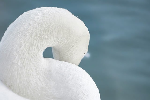 Free download swan bird neck white feathers free picture to be edited with GIMP free online image editor