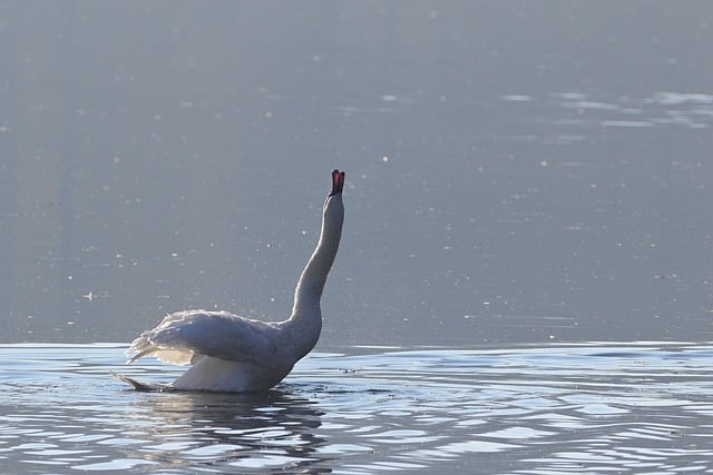 Free download swan bird ornithology species free picture to be edited with GIMP free online image editor