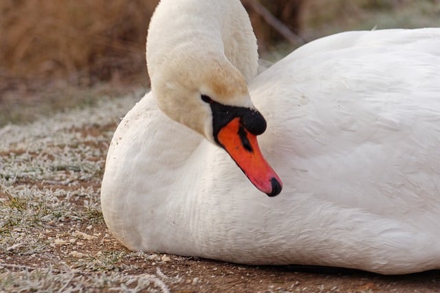 Descarga gratis cisne pájaros plumaje animal imagen gratis para editar con GIMP editor de imágenes en línea gratuito