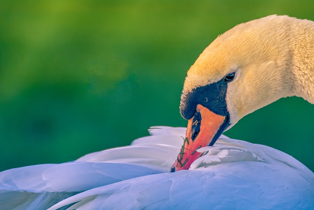 Free download swan bird sunlight waterbird free picture to be edited with GIMP free online image editor