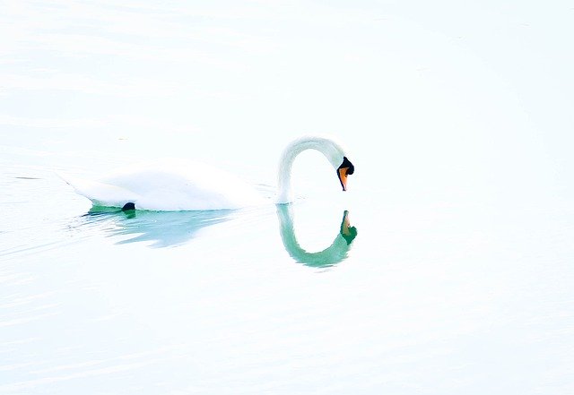 Free download Swan Bird Sweetness -  free photo or picture to be edited with GIMP online image editor