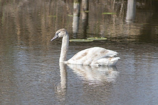 Free picture Swan Bird Swim -  to be edited by GIMP free image editor by OffiDocs