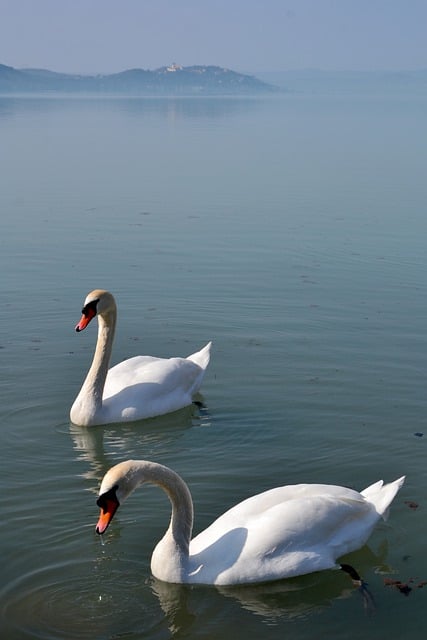Free download swan bird swim lake avian free picture to be edited with GIMP free online image editor