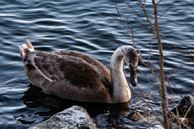 Free download swan bird ve water bird nature free picture to be edited with GIMP free online image editor