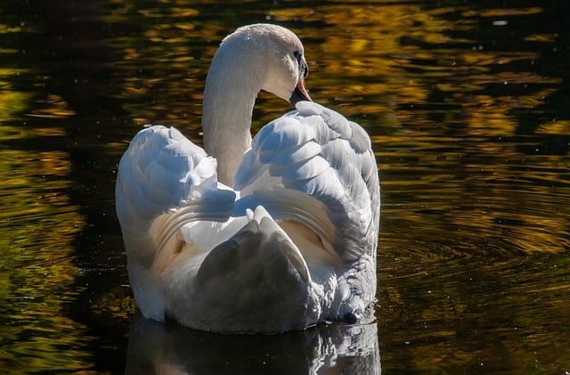 Free download swan bird water bird plumage free picture to be edited with GIMP free online image editor