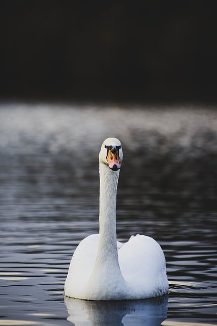 Free download swan bird water feathered race free picture to be edited with GIMP free online image editor
