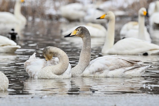 Free download swan bird waterfowl whooper swan free picture to be edited with GIMP free online image editor