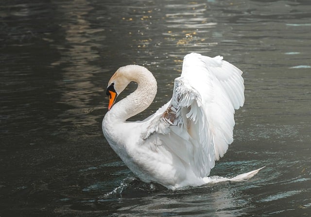 Free download swan bird water spring beauty free picture to be edited with GIMP free online image editor