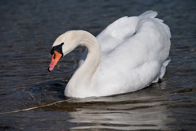 Free download swan bird white beak feathers free picture to be edited with GIMP free online image editor