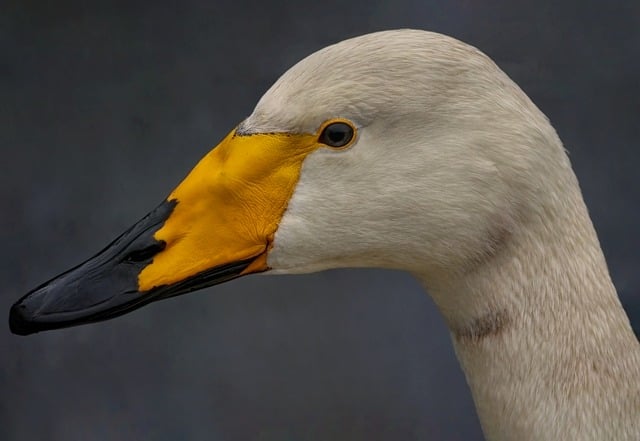 Free download swan bird whooper swan avian free picture to be edited with GIMP free online image editor