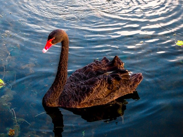 Free download Swan Black Australian -  free photo or picture to be edited with GIMP online image editor