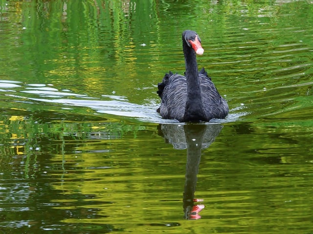 Free download swan black water bird mourning swan free picture to be edited with GIMP free online image editor