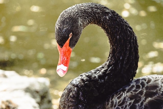 Free download swan black water bird nature bird free picture to be edited with GIMP free online image editor