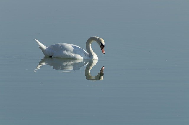Unduh gratis Swan Cam Bird - foto atau gambar gratis untuk diedit dengan editor gambar online GIMP