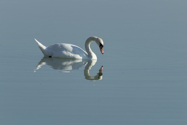 ดาวน์โหลดฟรี Swan Cam Bird - ภาพถ่ายหรือภาพฟรีที่จะแก้ไขด้วยโปรแกรมแก้ไขรูปภาพ GIMP ออนไลน์