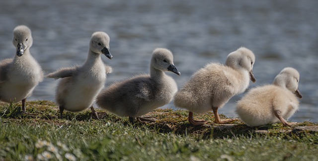 Free download swan chick young swan swim cute free picture to be edited with GIMP free online image editor