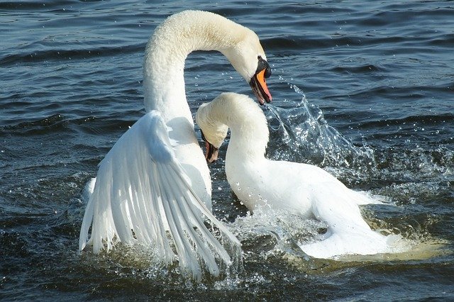 Template Photo Swan Combat Nature -  for OffiDocs