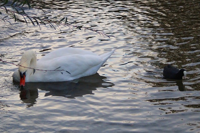 Free download swan coot waterfowl waters nature free picture to be edited with GIMP free online image editor