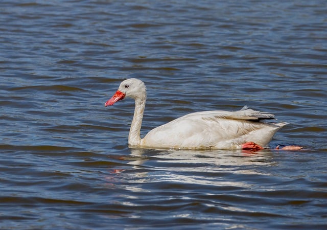 Free download swan coscoroba swan ornithology free picture to be edited with GIMP free online image editor
