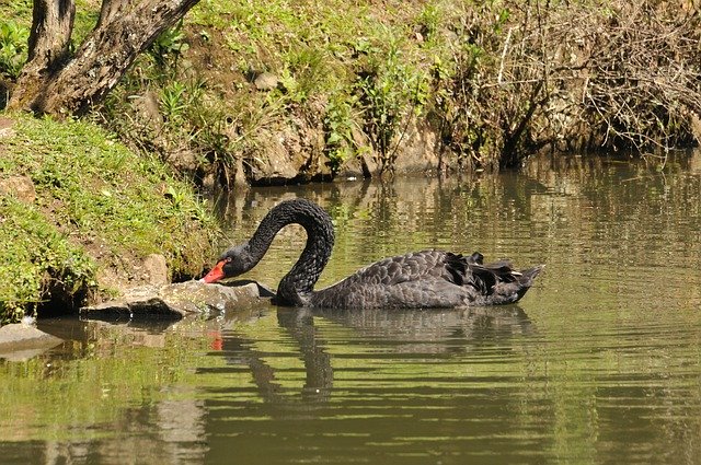 Free download Swan Curitiba Lake -  free photo or picture to be edited with GIMP online image editor