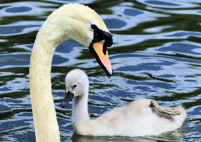 Unduh gratis Swan Cygnet Animal - foto atau gambar gratis untuk diedit dengan editor gambar online GIMP