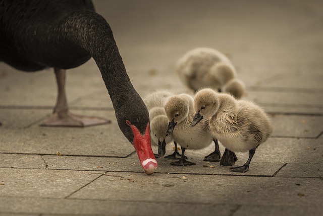 Free download swan cygnets swanlings waterbirds free picture to be edited with GIMP free online image editor