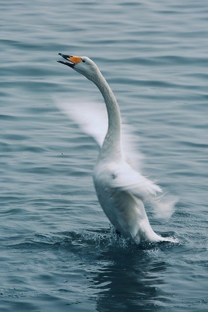 Unduh gratis Swan Cygnus Southern Hemisphere - foto atau gambar gratis untuk diedit dengan editor gambar online GIMP